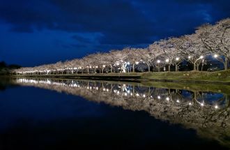 中央公園夜桜 (2)2